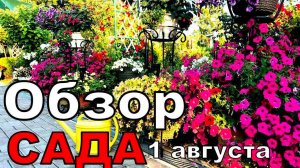 Мой сад называют Светофор. Люблю яркость. Обзор сада на 2 августа. Прихожая в саду