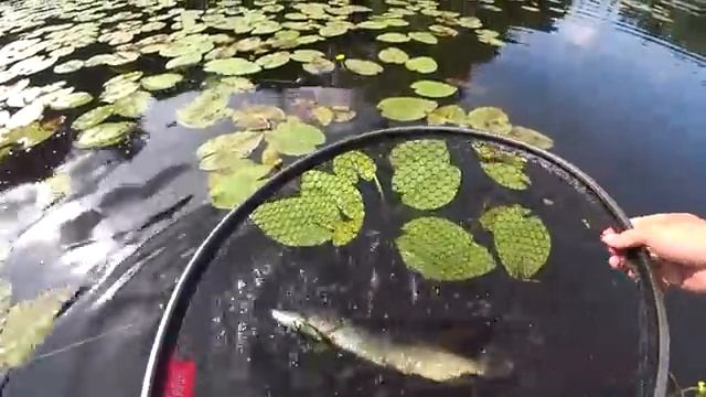 Рыбалка на спиннинг 2023 смотреть онлайн