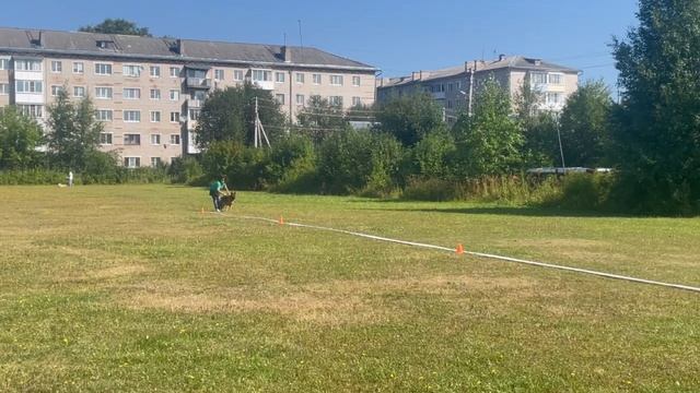 1 Отл. КЧК Team Bulle Hof HANNY Лучшая защита! №21. КЧК КОТЛАС 26 июля`25 Моно немецких овчарок