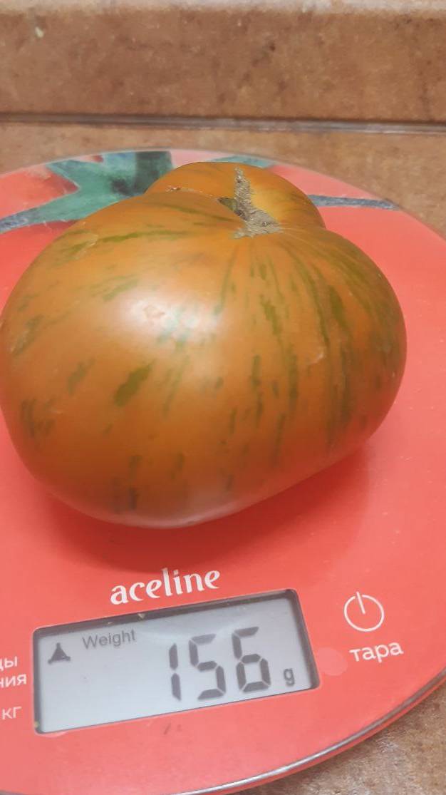 ТОМАТ ДЖИПОЛИЯ - ОБЗОР СОРТА смотреть онлайн