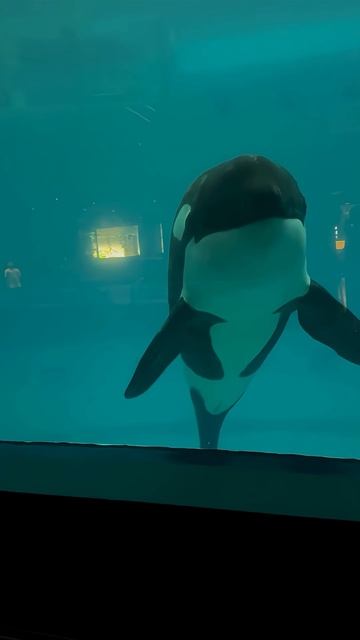 Касатка #москвариум #море #sea #whale #киты