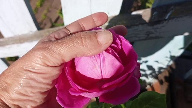 Сельские будни смотреть онлайн