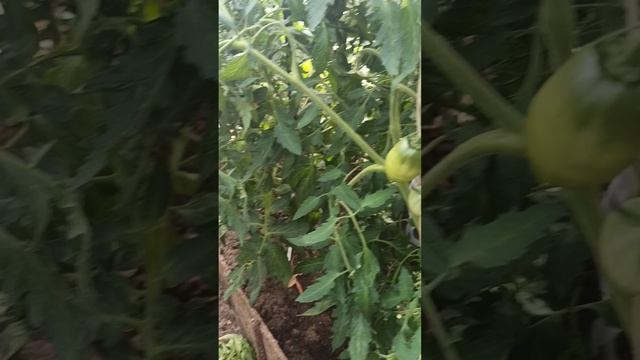 райский уголок