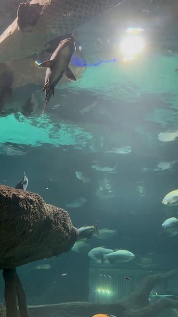 Океанариум #подводныймир #море #sea #aquarium #медитация