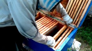 Наращивание семей в зиму.