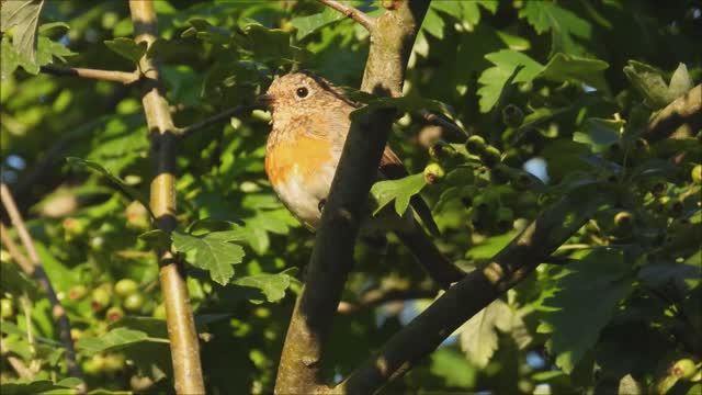 Зарянка, Малиновка, молодые птицы птенцы слётки, наблюдение птиц в Великом Новгороде, 4 августа 2025 смотреть онлайн