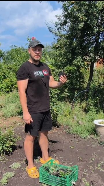 Как составить план посадки саженцев🌱 смотреть онлайн