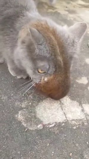 Беличий мордохват 🙀