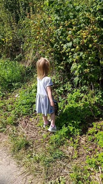 Собираем малину, а малины нет. 04.08 смотреть онлайн