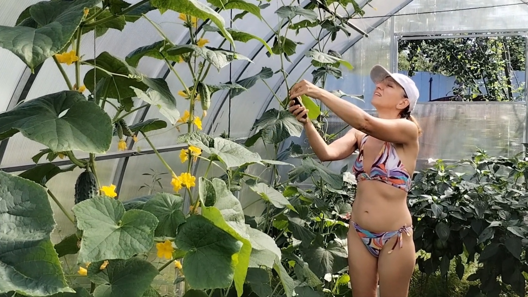 Приехали в деревню, собрали огурцы, обрадовали Марту))) 02-08-2025 смотреть онлайн