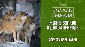 Жизнь волков в дикой природе. лекция зоолога Алексея Верещагина