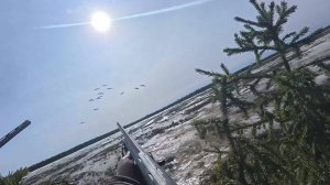 Ждем гуся на болоте. Охота на гуся