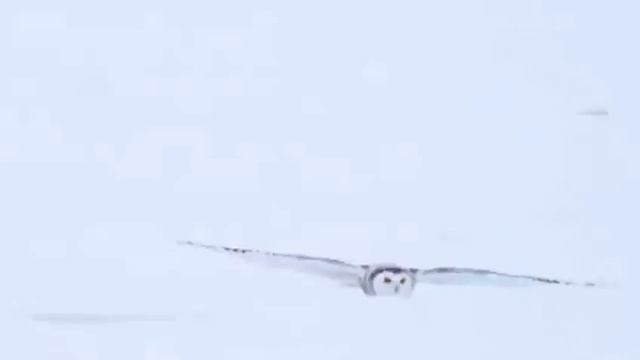 Белая полярная сова смотреть онлайн