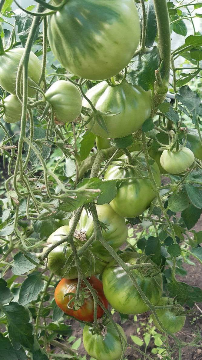 КОЗУЛ 44 - ВКУСНЕЙШИЙ СОРТ смотреть онлайн