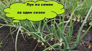 Лук из семян за один сезон. Что выросло в Сибири?