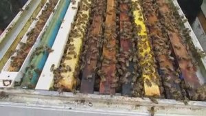 отводок пчел и остаток семьи через месяц после удаления плодной матки в отводок , 3.08.2025