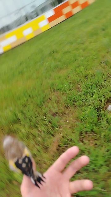 Воробей нефор