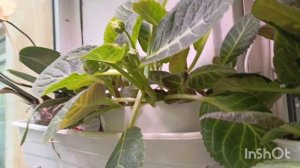 Что делать когда глоксиний много а места мало?  Я делаю вот так! Клумба из глоксиний получается 🤗😍