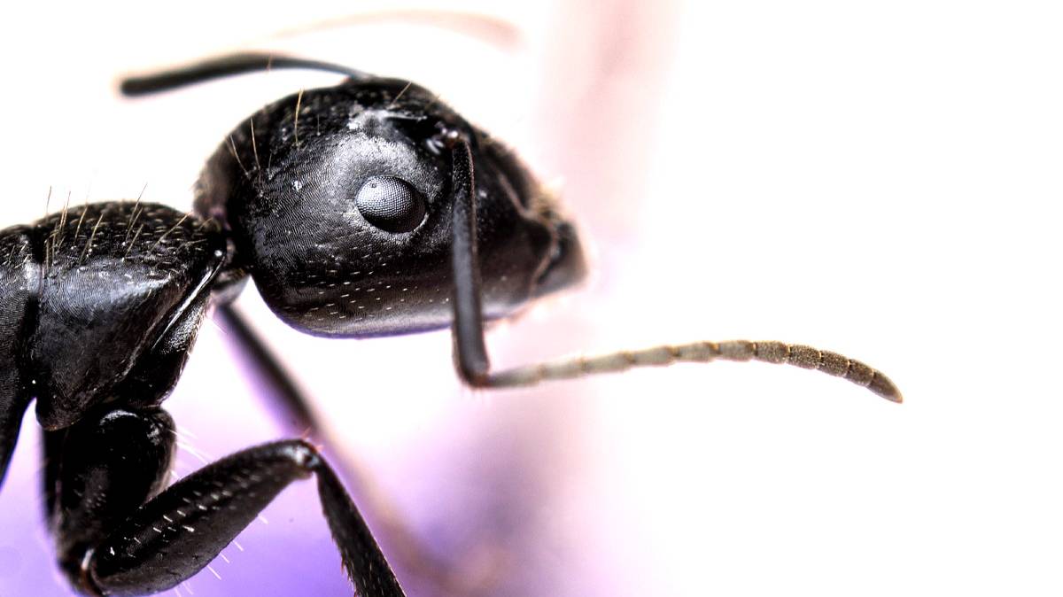 кто такой муравей древоточец. Camponotus vagus смотреть онлайн