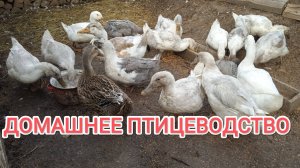 Жизнь в деревне Чем кормить уток