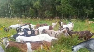 Кушаем у дома)Готовимся к массовым покрытиям)