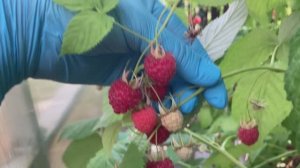 Почему у малины желтеют листья.