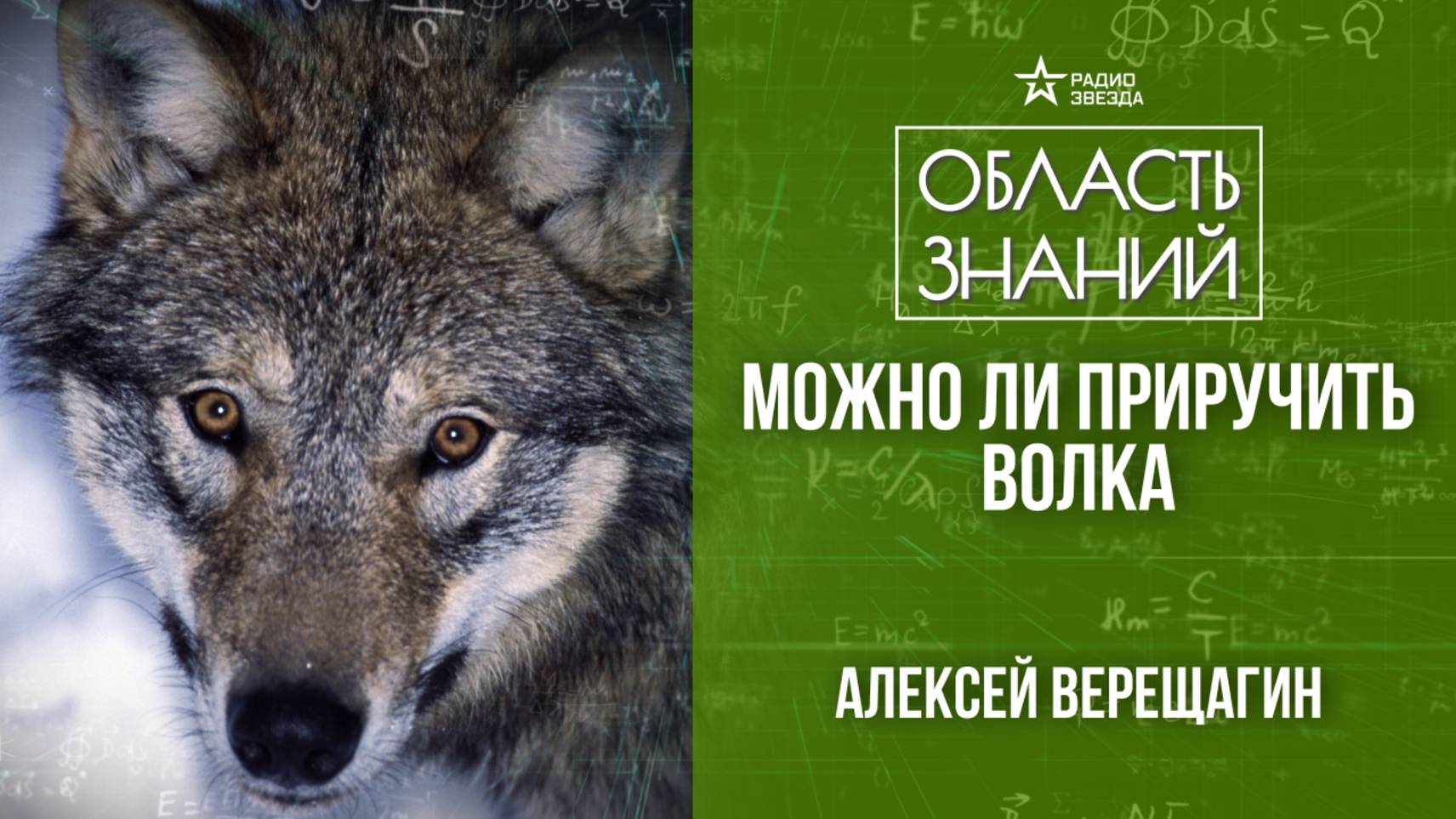 Правда и мифы о волках. Лекция зоолога Алексея Верещагина смотреть онлайн