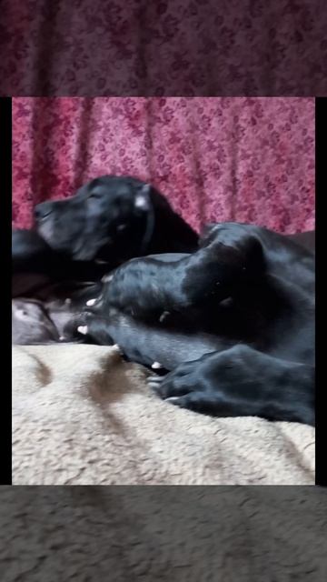 Любимая подушечка бывает недовольной😍