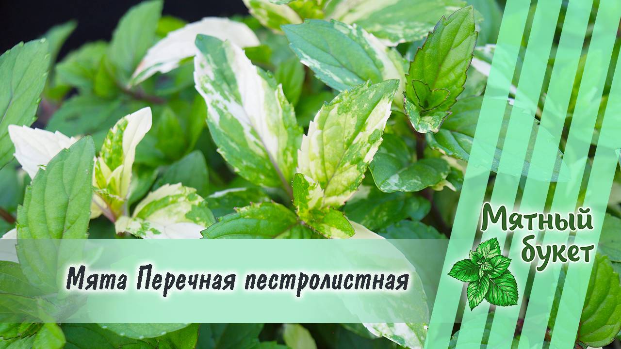 Мята Перечная пестролистная