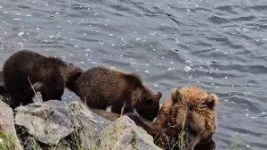 Медведица с медвежатами. Камчатка