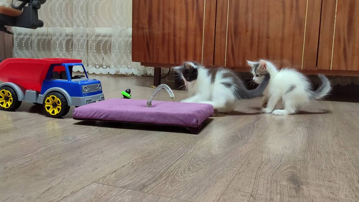 Чёрно-белый котёнок играет с игрушкой. Мама-кошка присматривает за своими котятами. смотреть онлайн