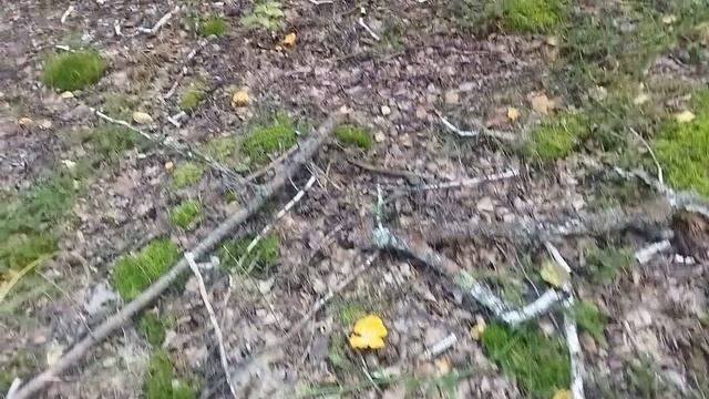 СОБИРАЕМ ГРИБЫ смотреть онлайн