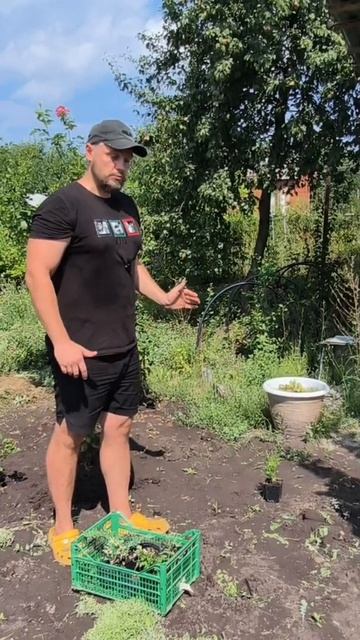 На каком расстоянии высаживать хвойные друг от друга 🌲 смотреть онлайн