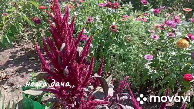 /срезали Амарант/уложили в коробки на просушку/потравили клопов/3 августа/ смотреть онлайн