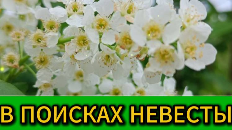В поисках невесты смотреть онлайн