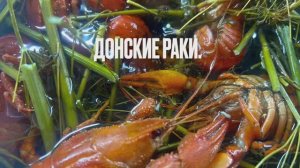 Донские раки. Какой город является чемпионом по поеданию раков?
