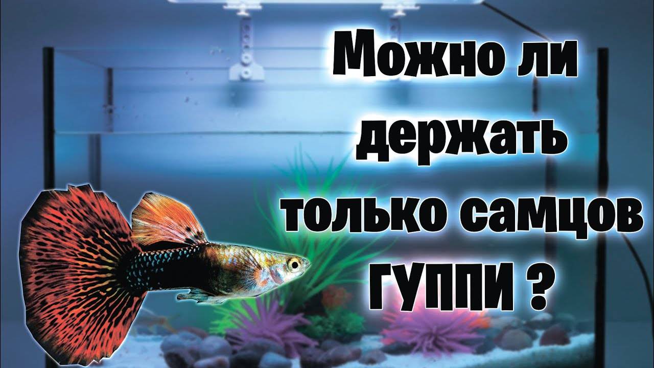 Можно ли держать только самцов ГУППИ？ аквариумистика смотреть онлайн