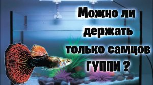 Можно ли держать только самцов ГУППИ？ аквариумистика