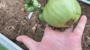 4 августа Что растёт в моей теплице.