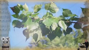 «Тополя» Надежда Кадышева