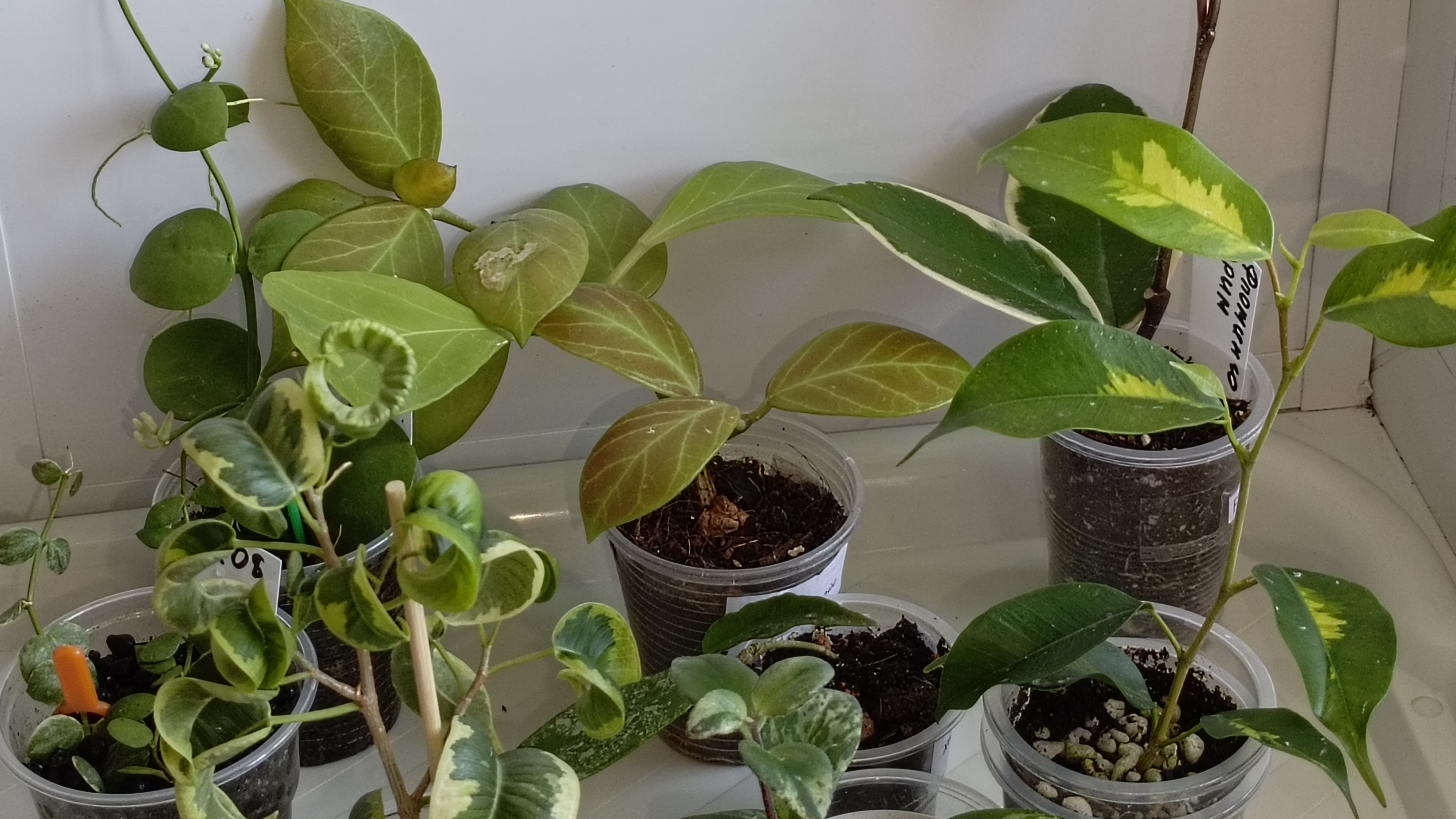 +10 новых растений в коллекцию смотреть онлайн