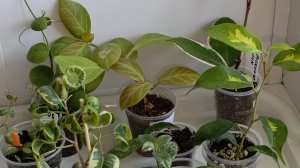 +10 новых растений в коллекцию