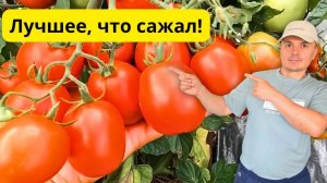Лучшие низкорослые томаты урожайные гибриды для вашего огорода- обзор!