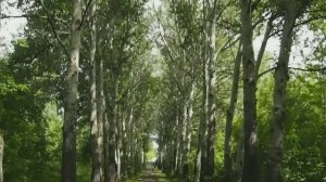 Аллеи в Новосибирском дендропарке.