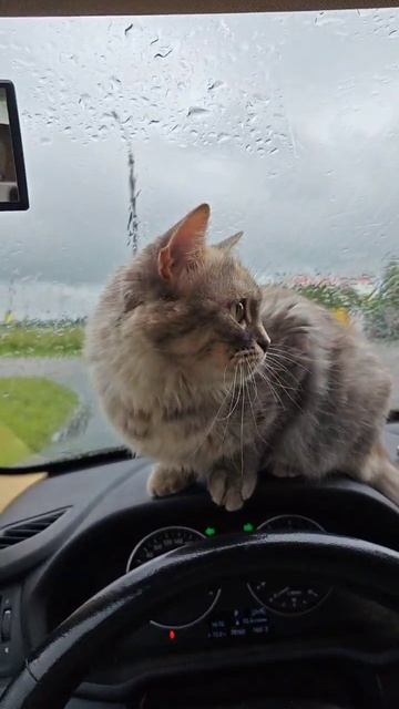 Китти и Саня для Авито 2