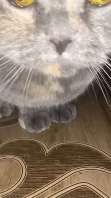 Ёжиков люблю.Часть 2. смотреть онлайн