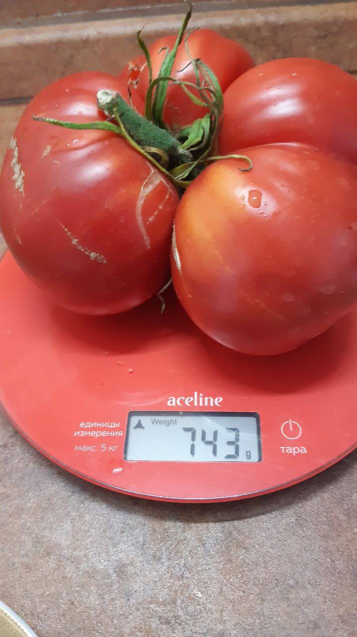 КОЗУЛА 203/1 - ОБЗОР СОРТА смотреть онлайн