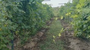 Обзор виноградника. 03.08.25г.
