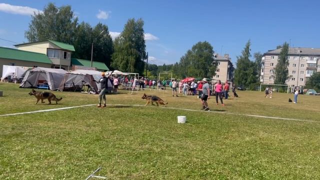 РАБОЧИЙ СУКИ / КЧК КОТЛАС 26 июля`25 А.Буйнова Моно немецких овчарок