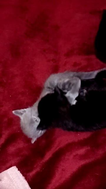 Котята играются. #котята #животные